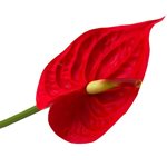 Anthurium Stem 70cm - Red