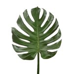 Monstera Leaf 30xm wide x 90cm - Green