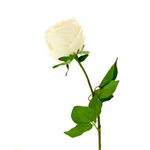 Garden Rose Stem 75cm - Ivory