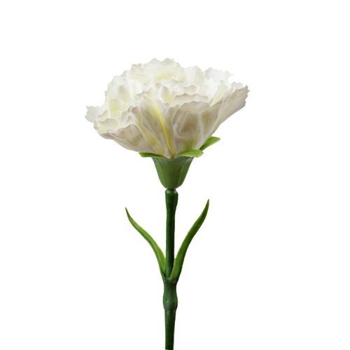 Standard Carnation Stem