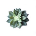 Succulent Stem - Smoke Grey