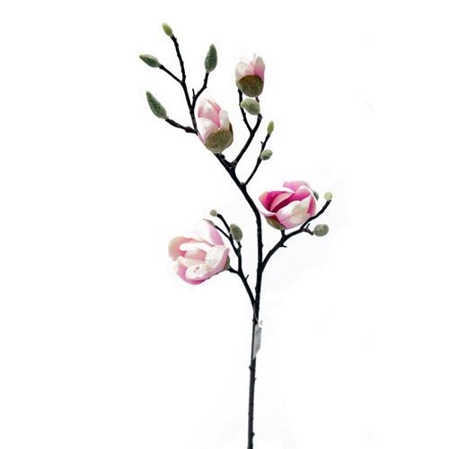 Magnolia Stem