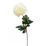 Standard Chrysanthemum Stem - White