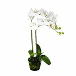 Art. Phalaenopsis Pot Plant - 2 Stem - White