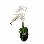 Art. Phalaenopsis Pot Plant - 3 Stem - White