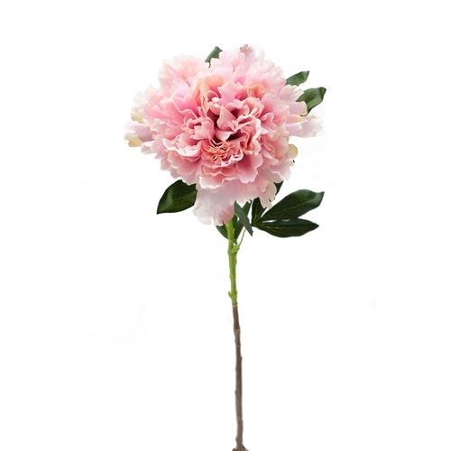Standard Peony Rose Stem