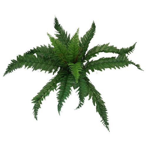 Boston Leaf - 64cm Long